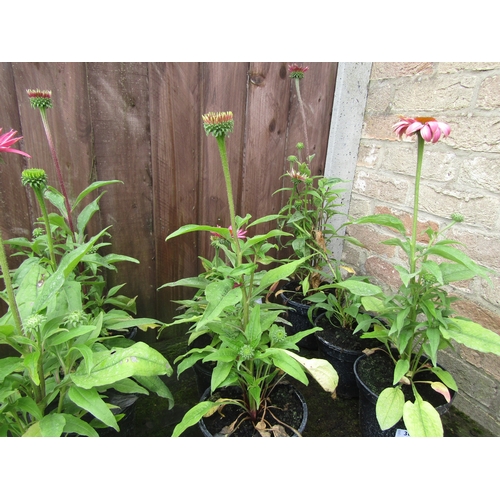 3095 - 3 Echinacea 