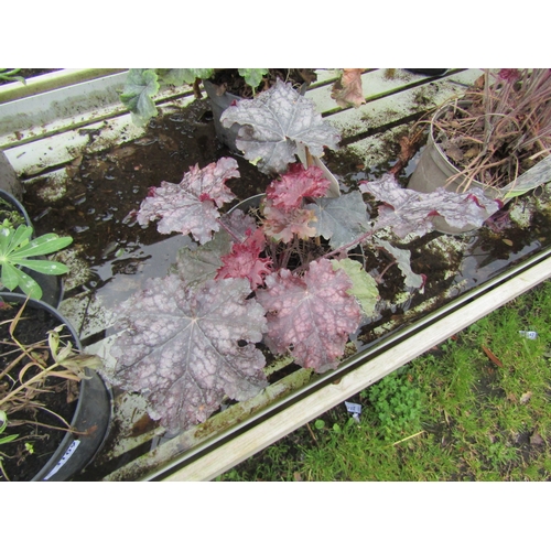 3110 - A Heuchera 