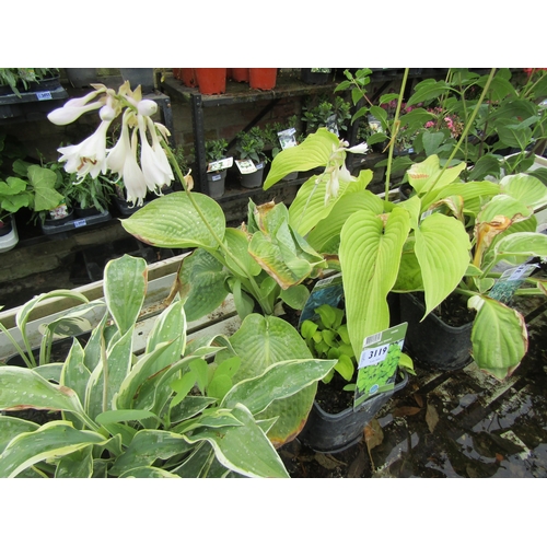 3119 - 2 Hosta