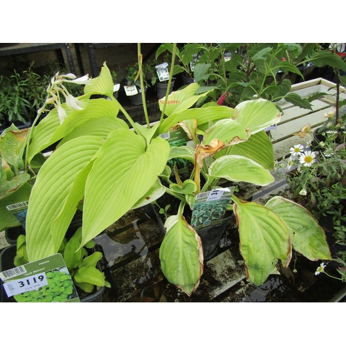 3120 - 2 Hosta