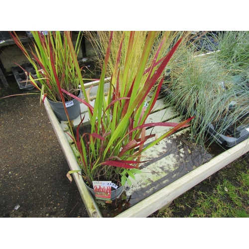 3125 - An Imperata (Red Baron Grass)