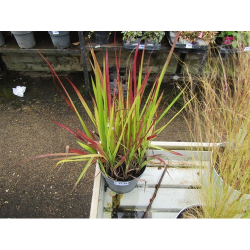 3126 - An Imperata (Red Baron Grass)