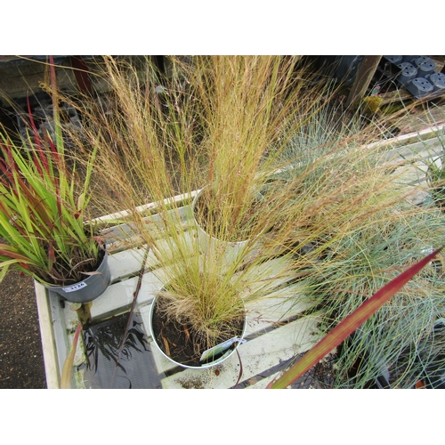 3127 - A Stipa Grass 