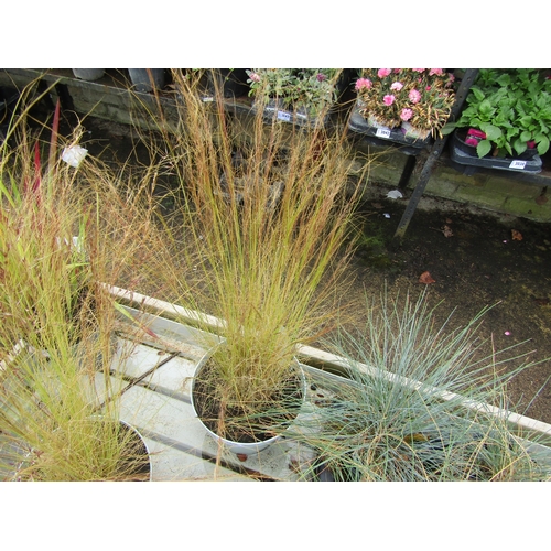 3128 - A Stipa Grass 