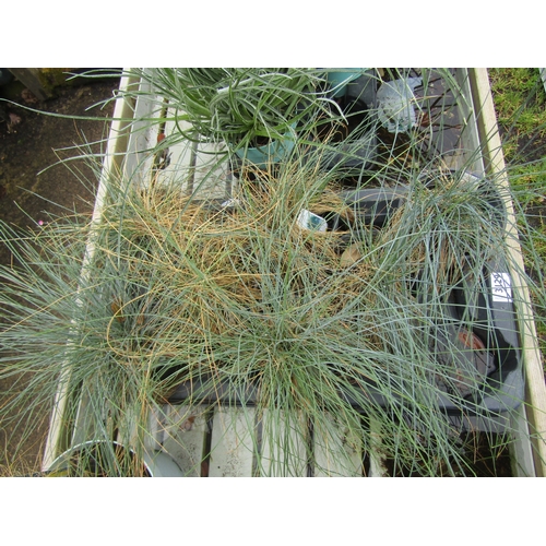 3129 - 7 Festuca (Blue Grass)