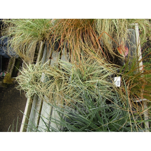 3134 - 4 mixed Carex Grass