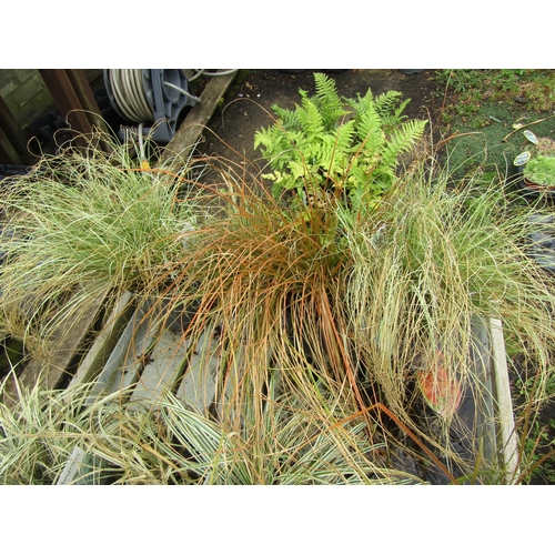 3135 - 4 mixed Carex Grass