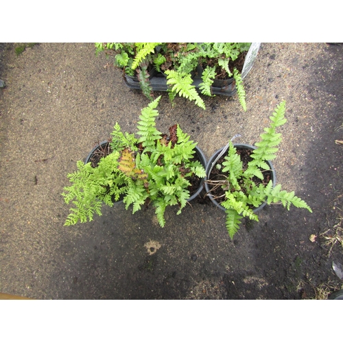 3136 - 3 Dryopteris Ferns