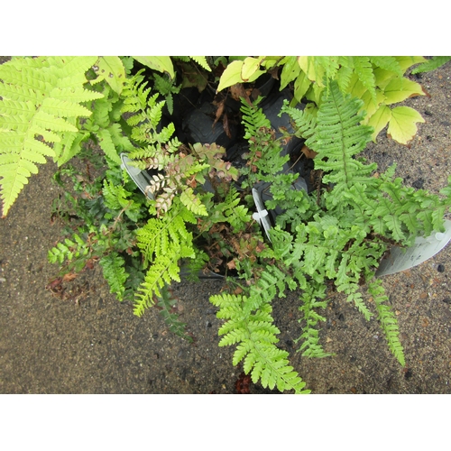 3137 - 3 mixed Ferns