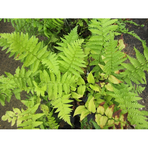 3138 - 3 mixed Ferns