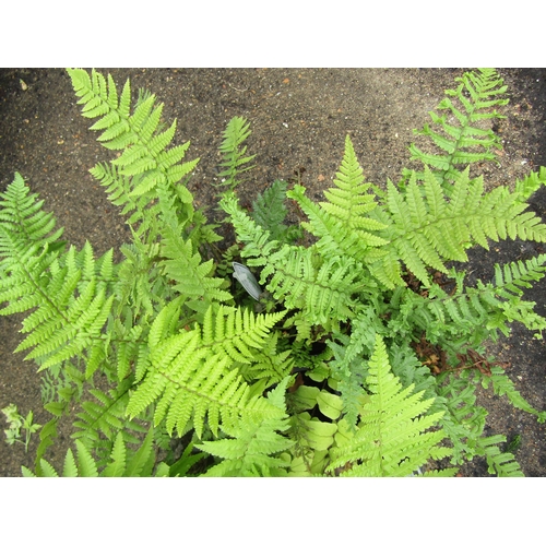 3139 - 3 mixed Ferns