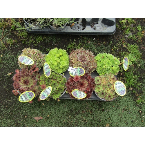 3140 - 8 Sempervivum