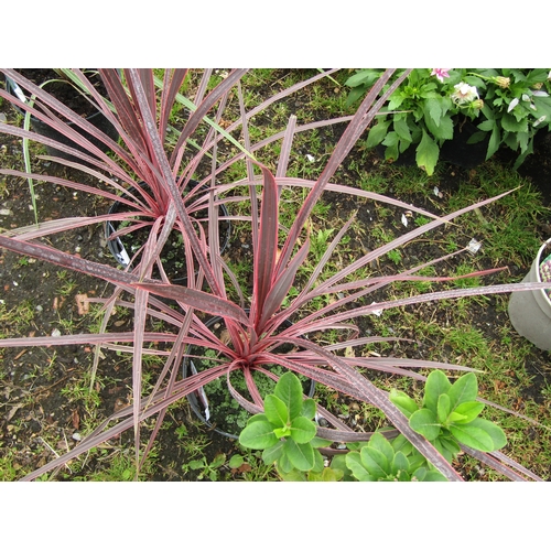 3165 - A Cordyline 