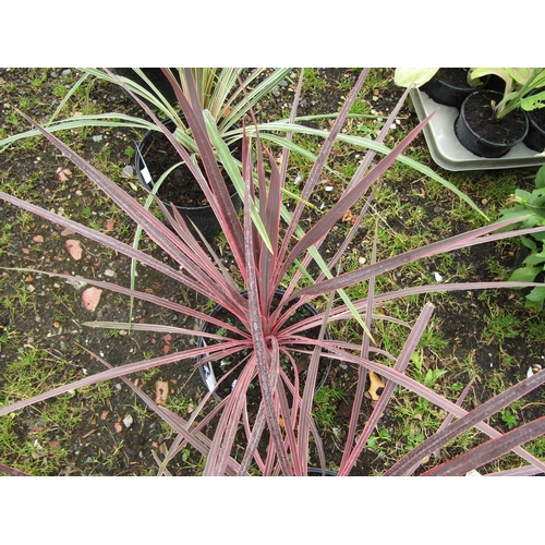 3166 - A Cordyline 