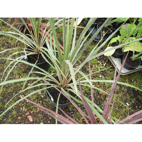 3167 - A Cordyline 