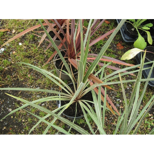 3168 - A Cordyline 