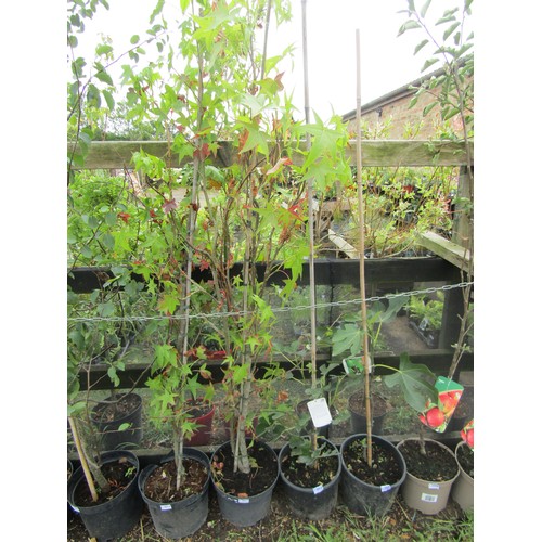 3011 - A Liquidambar Tree