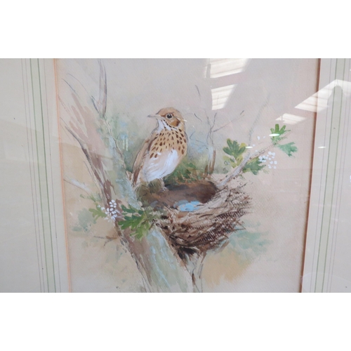 1072 - ROLAND GREEN (1890-1972): A watercolour and gouache of a Mistle Thrush.  Signed lower right.  Framed... 