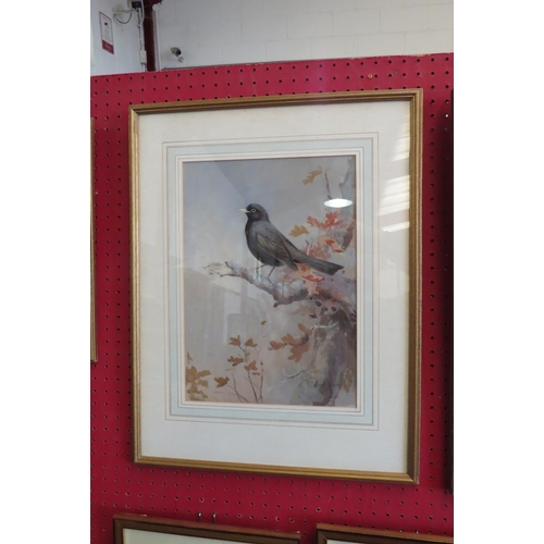 1073 - ROLAND GREEN (1890-1972): A watercolour and gouache of a Blackbird. Signed lower right. Framed and g... 