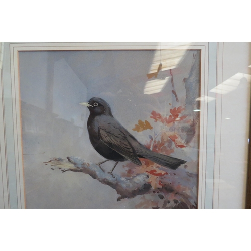 1073 - ROLAND GREEN (1890-1972): A watercolour and gouache of a Blackbird. Signed lower right. Framed and g... 