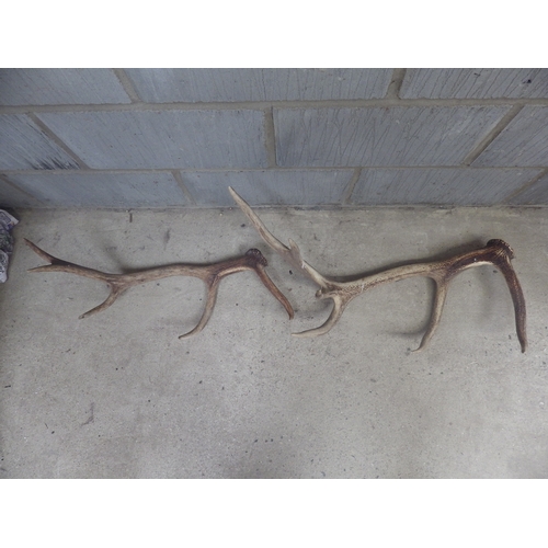 1079 - Two deer antlers, one larger than the other, both RH side.