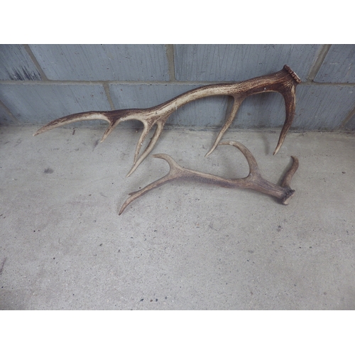 1079 - Two deer antlers, one larger than the other, both RH side.