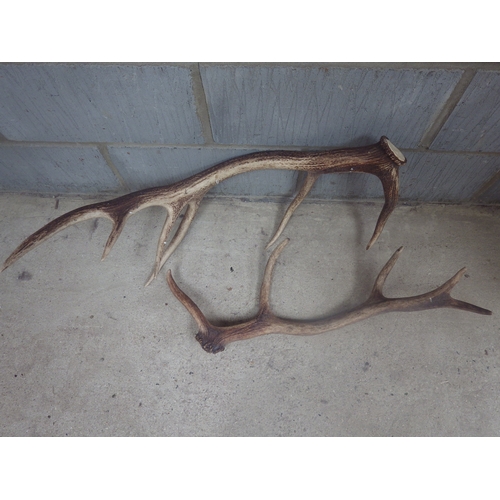 1079 - Two deer antlers, one larger than the other, both RH side.