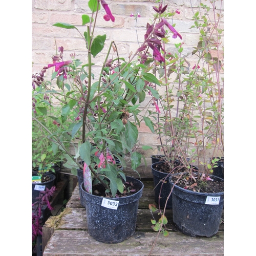 3032 - 4 mixed Salvia