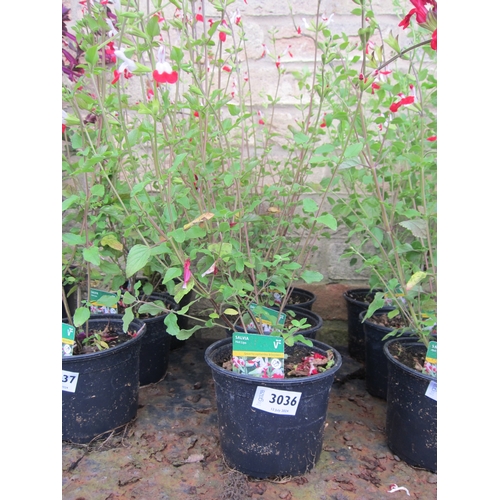 3036 - 3 Salvia 