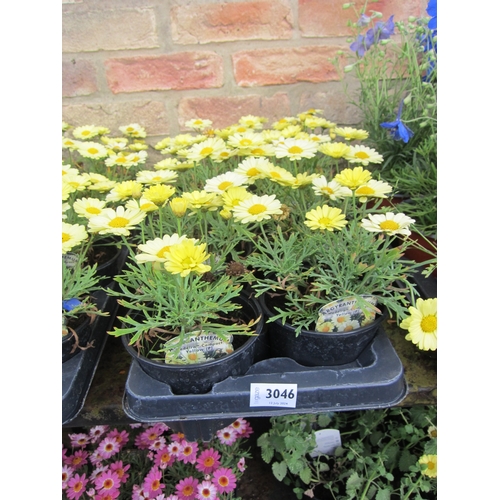 3046 - 8 Argyranthemum 