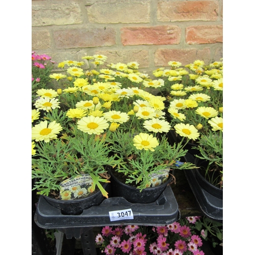 3047 - 8 Argyranthemum 