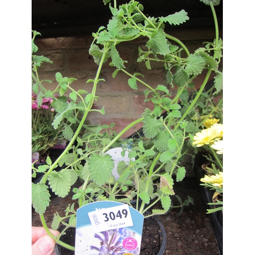 3049 - 3 Nepeta (Cat Mint)