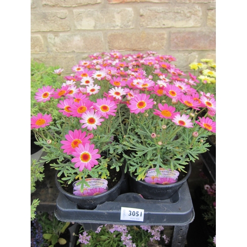 3051 - 8 Argyranthemum 