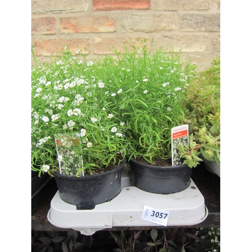 3057 - 4 Gypsophila 