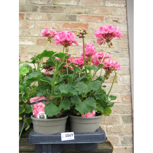 3069 - 8 Geranium 