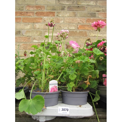 3070 - 8 mixed Geranium