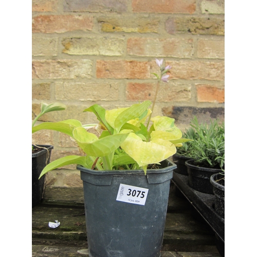 3075 - 2 Hosta