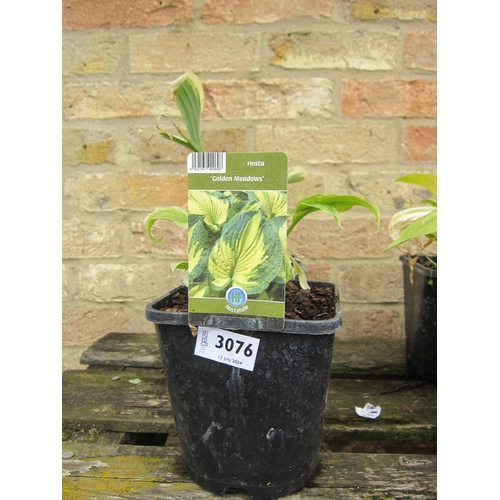 3076 - 2 Hosta