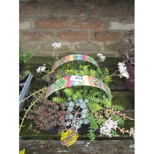 3079 - 12 mixed Sedum