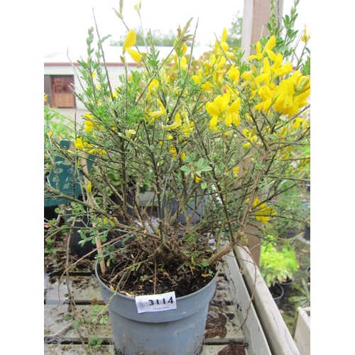 3114 - A Genista (Pineapple Broom)