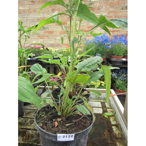 3122 - 3 Echinacea 