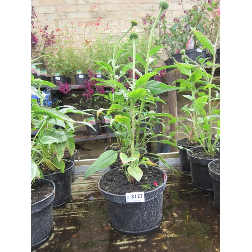 3127 - 3 Echinacea 