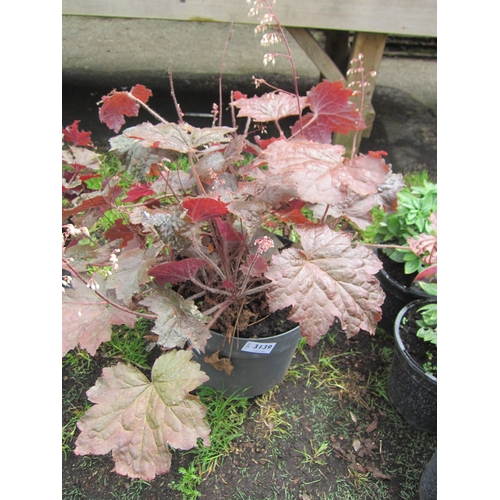 3139 - A Heuchera