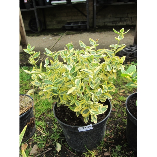 3147 - A Euonymus 