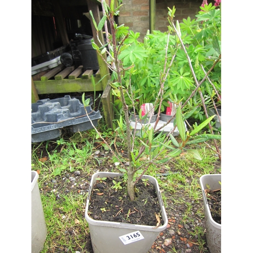 3165 - A Crinodendron (Lantern Tree)