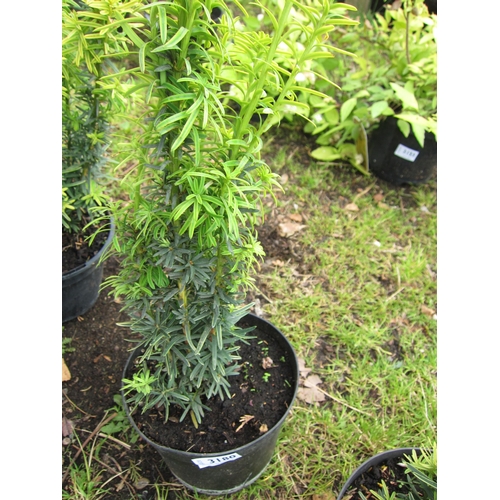 3180 - A Taxus (Irish Yew)