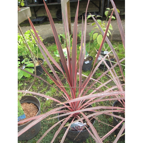 3187 - A Cordyline 