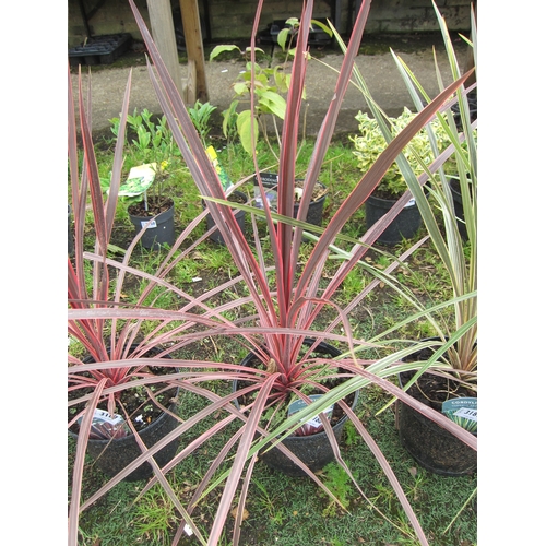 3188 - A Cordyline 