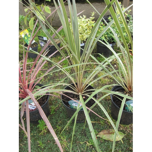 3189 - A Cordyline 