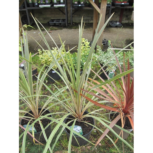 3190 - A Cordyline 